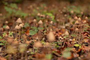 Familie von Pilzen im herbstlichen Wald