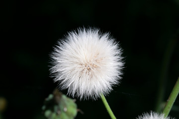 dandelion on black background