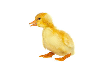 Newborn yellow duckling isolated on a white background. No shadows. One yellow duckling isolated on white background.