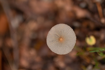 Knoblauchschindling in Nahaufnahme