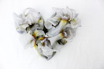 Heart made of white fresh flowers isolated. Heart symbol made of 
iris flowers isolated on white background. Love concept for Valentine's and Mother's Day.  Floral Heart Shape. 