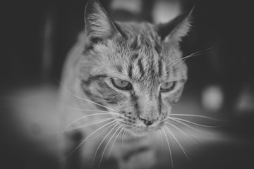 Close up portrait of a ginger cat walking outside