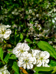 Blooming cherry on a background of blue sky. White cherry flowers on a tree close-up. Colorful blooming spring cherry orchard.