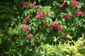 Branches with flowers and green leaves of Red horse-chestnut or Aesculus x carnea tree.