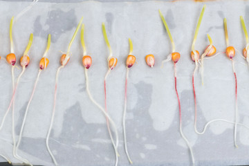Experiment with sprouted corn seeds on moist cloth