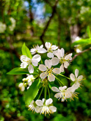 Blooming cherry on a background of blue sky. White cherry flowers on a tree close-up. Colorful blooming spring cherry orchard.