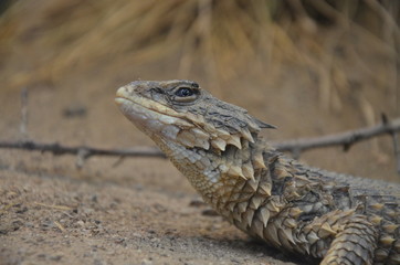 Sungazer, giant girdled lizard or giant dragon lizard or giant zonure (Smaug giganteus, syn. Cordylus giganteus)