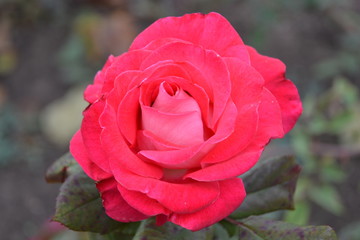 beautiful red rose in the garden