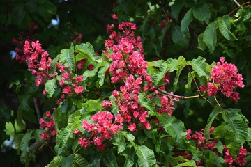 Branches with flowers and green leaves of Red horse-chestnut or Aesculus x carnea tree.