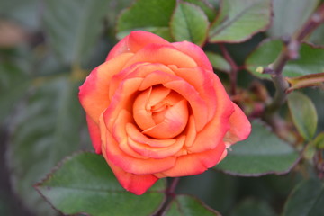 orange pink rose in the garden