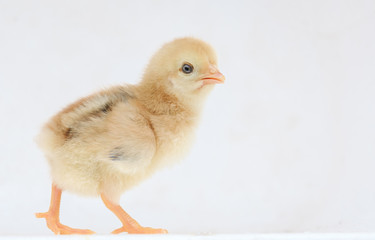 Little hen on background with copy space