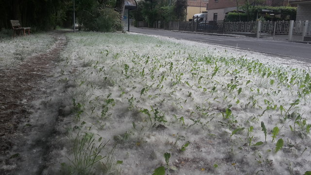 prato ricoperto da piumini di pioppo