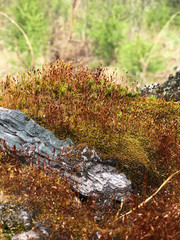 Felled forest and growing moss on stumps. Beautiful nature. Flowers and green grass.