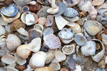 seashells on the beach