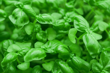 Fototapeta premium Fresh green basil close-up. Italian herbs spices. Healthy food background