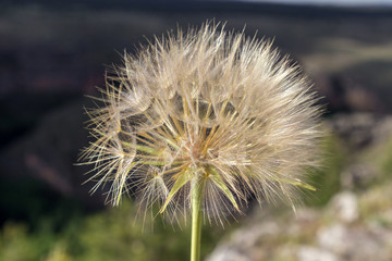 Beautiful dandelion flower with the sky in the background