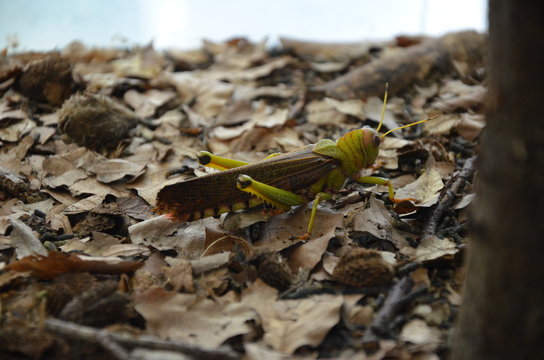 Giant grasshopper (Tropidacris collaris)