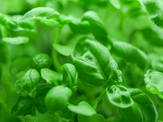 Fresh green basil close-up. Italian herbs spices. Healthy food background