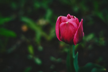 red tulip on green background