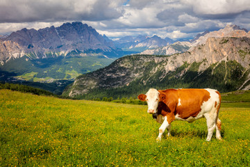 Fototapeta na wymiar Landscape with Cow in the Alps Mountains, Producing of famous eco milk