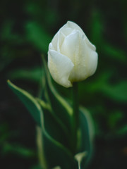 yellow tulip with water drops