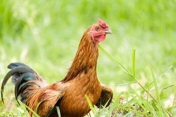 Rooster in grass field and copy space