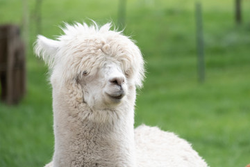 White Alpaca, a white alpaca in a green meadow. Selective focus on the head of the alpaca