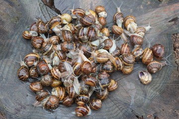 photograph of live snails before cooking