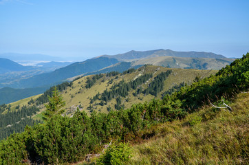 Fototapeta na wymiar Beautiful view in carpathian mountains in sunny summer day. Fresh green hills and pine forest, colorful nature landscape 