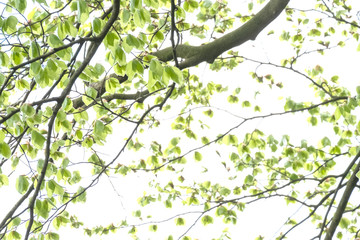 Natural green leaves with branches white background. In springtime