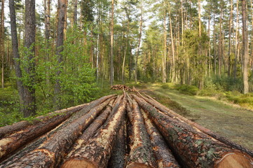 Obraz premium wooden bridge in forest