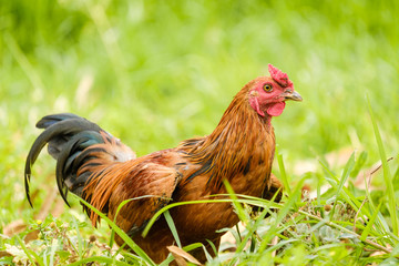 Rooster in grass field and copy space