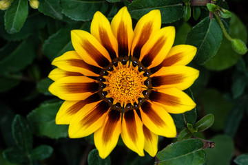 Nahaufnahme einer blühenden Gazanie