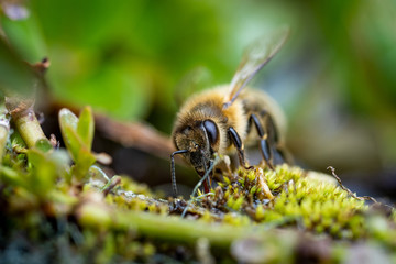 Nahaufnahme einer Biene 