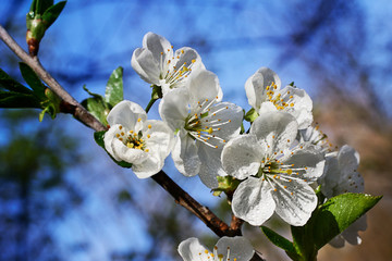 Low key photography.Branch with white flowers.Macro photography.Delicate blossom of beautiful cherry tree.Floral background.Rain drops on the petals.