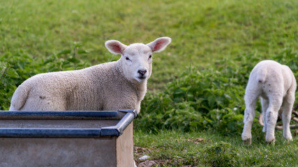 Obraz premium Young lamb looking into shot by a metal container