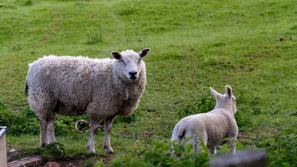 Mother sheep guarding her young