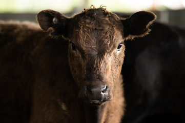 Beef cows and calfs grazing on grass in south west victoria, Australia. eating hay and silage....