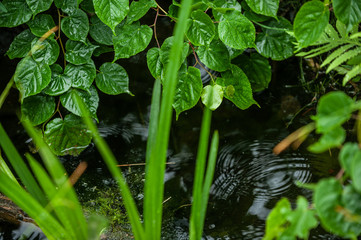 Gartenteich mit Regentropfen und Wellen
