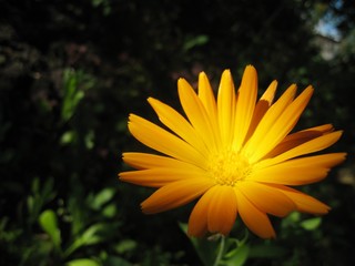 yellow flower