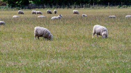 Obraz premium A flock of sheep in the field