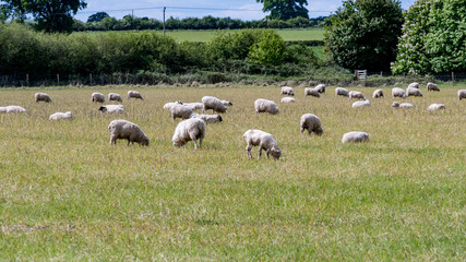 A flock of sheep in the field