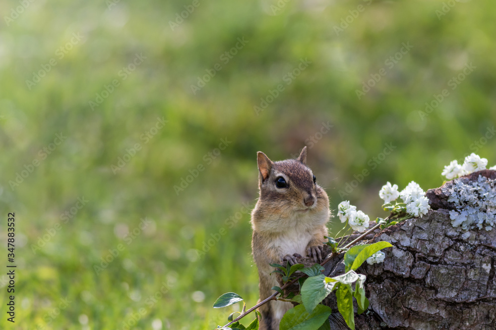 Wall mural Eastern Chipmunk appears at corner of tree stump and white flowers in late afternoon green grass background copy space - Wall murals