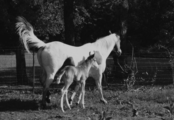 Obraz na płótnie Canvas Paint mare with baby horse foal on farm, horses together as family concept in black and white.