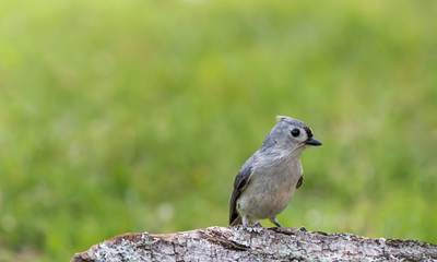 Tufted Titmouse, Baeolophus bicolor, perched on tree stump in late afternoon green grass background copy space