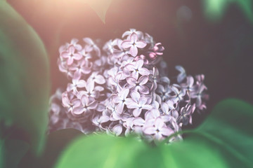 Close up pf beautiful blooming lilac tree during spring time