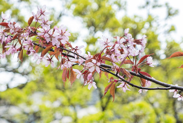 Branches of cherries, cherries, against a pink background