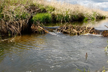 dam made by beavers on a small river