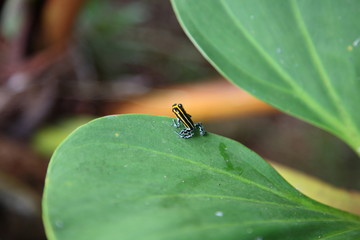 closeup of Wild little cute Poison dart frog sitting on leaf branch in amazon rainforest, Brazil