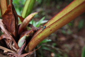 closeup of Wild little cute Poison dart frog sitting on leaf branch in amazon rainforest, Brazil